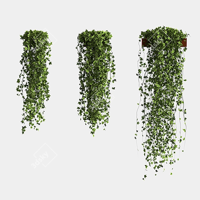 Golden Ivy Set: Hedera Helix Goldchild in Pot 3D model image 2