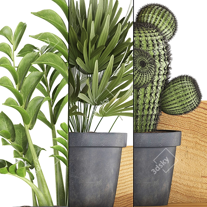 Exotic Houseplants Collection 3D model image 2