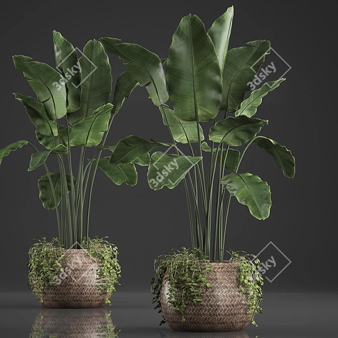 Exotic Banana Palm in Rattan Basket 3D model image 2