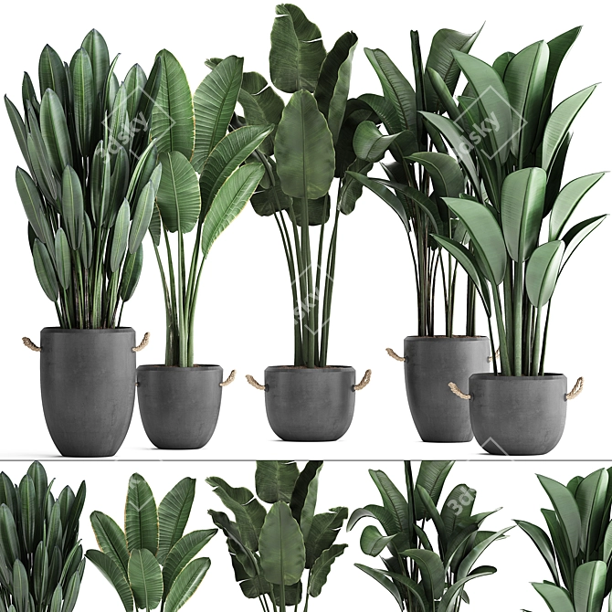 Exotic Plant Collection: Banana Palm & Ravenala 3D model image 1