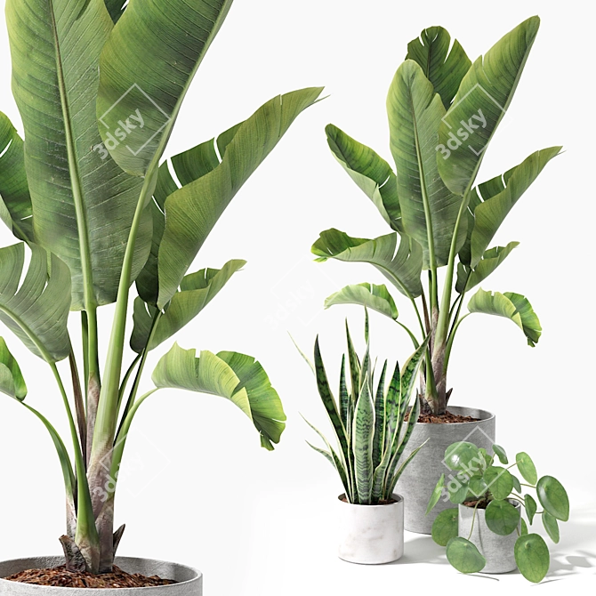 Tropical Greenery Set: Sansevieria, Japanese Banana, Rubber Tree, Pilea 3D model image 2