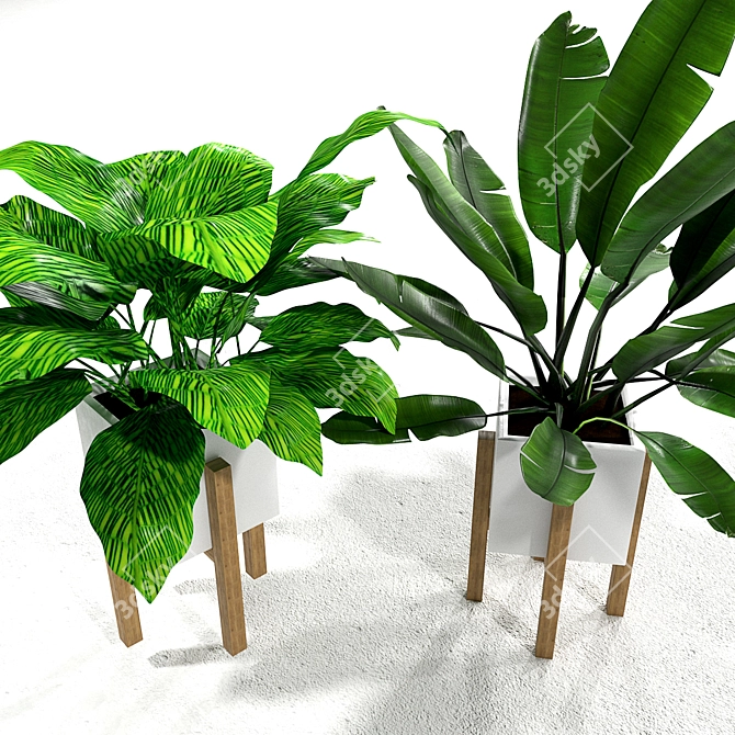 Tropical Banana Leaf Calathea Set 3D model image 2