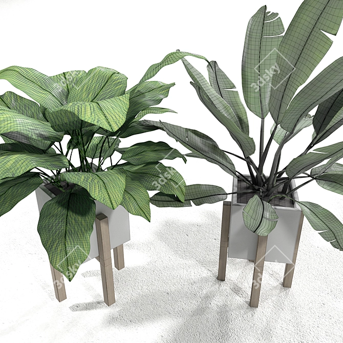 Tropical Banana Leaf Calathea Set 3D model image 3