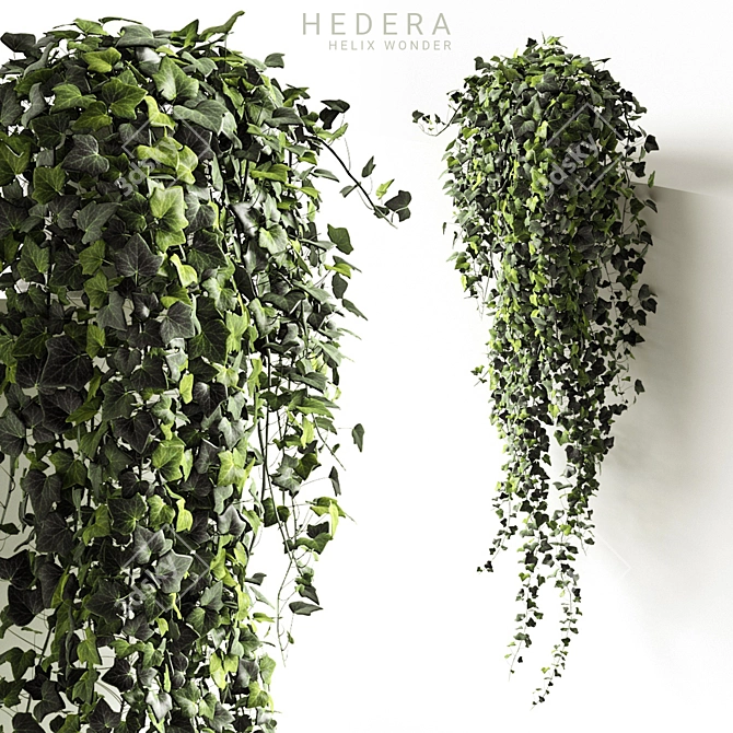 Ivy Wonder Long - Beautiful Hanging Plant 3D model image 1