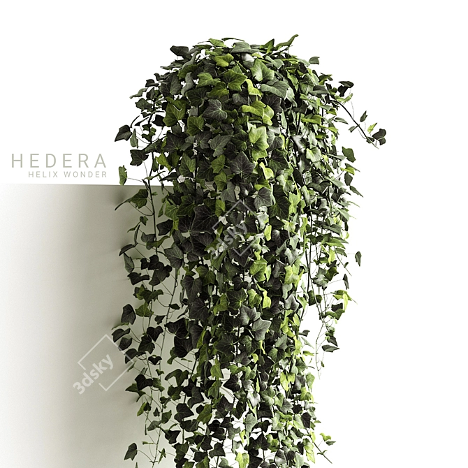 Ivy Wonder Long - Beautiful Hanging Plant 3D model image 2