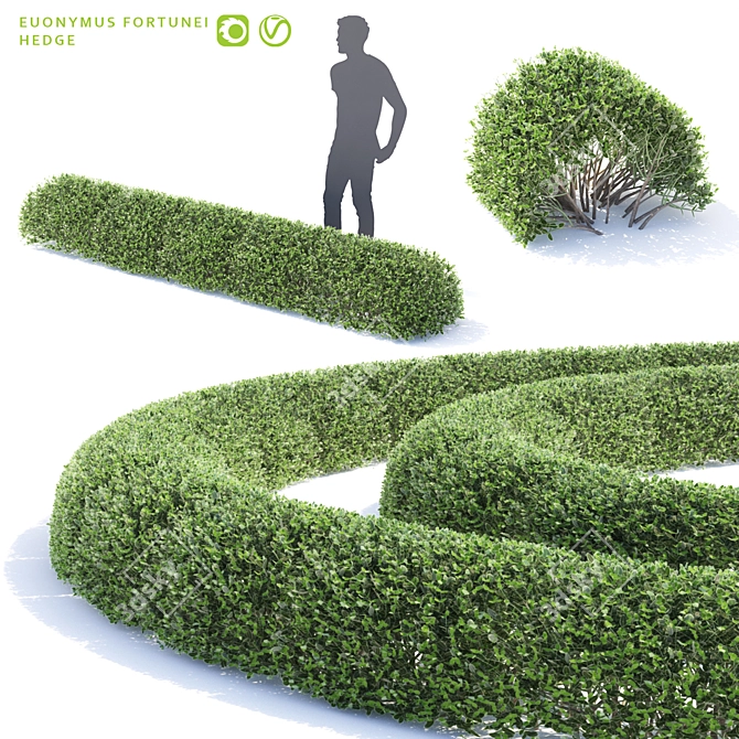 Flexible Euonymus Hedge - Perfect for Landscaping 3D model image 1
