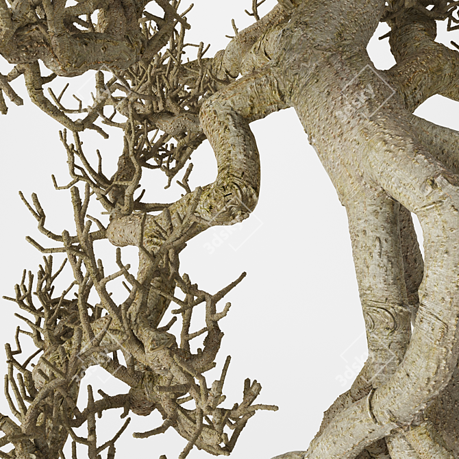 Elegant Bonsai Tree Sculpture 3D model image 2