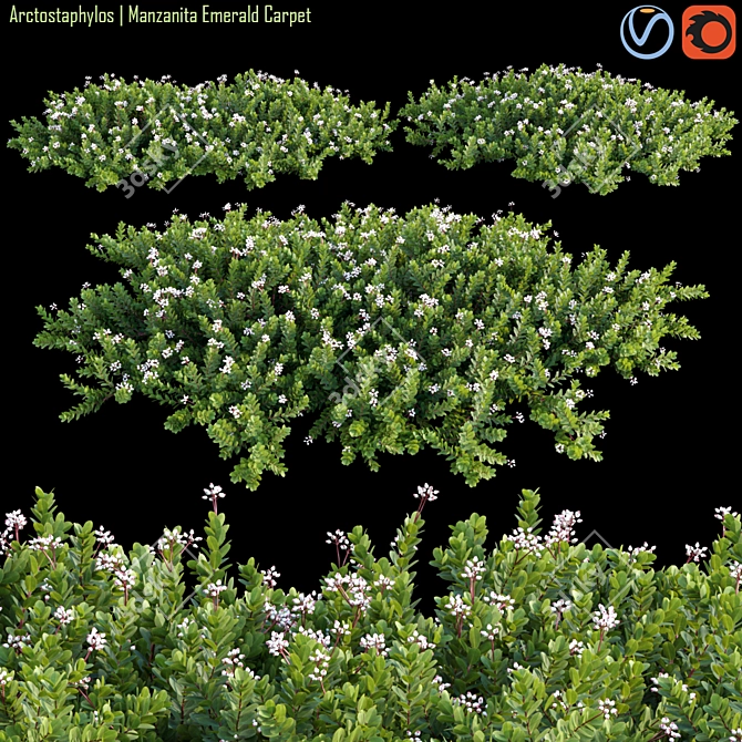 Arctostaphylos Emerald Carpet: Versatile Groundcover 3D model image 1