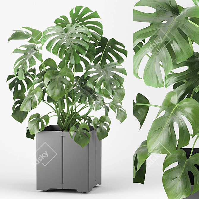 Tropical Monstera Pot Plant 3D model image 1