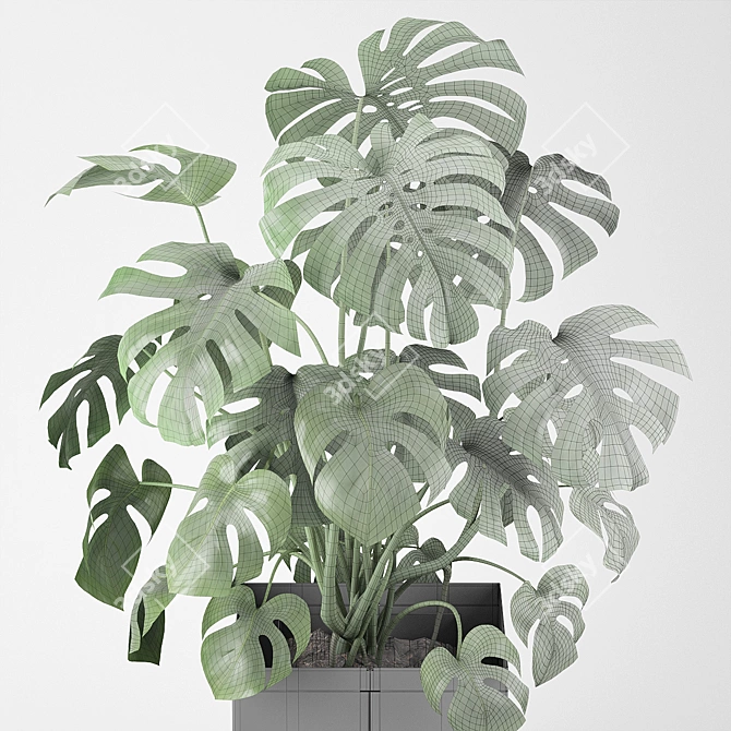 Tropical Monstera Pot Plant 3D model image 3