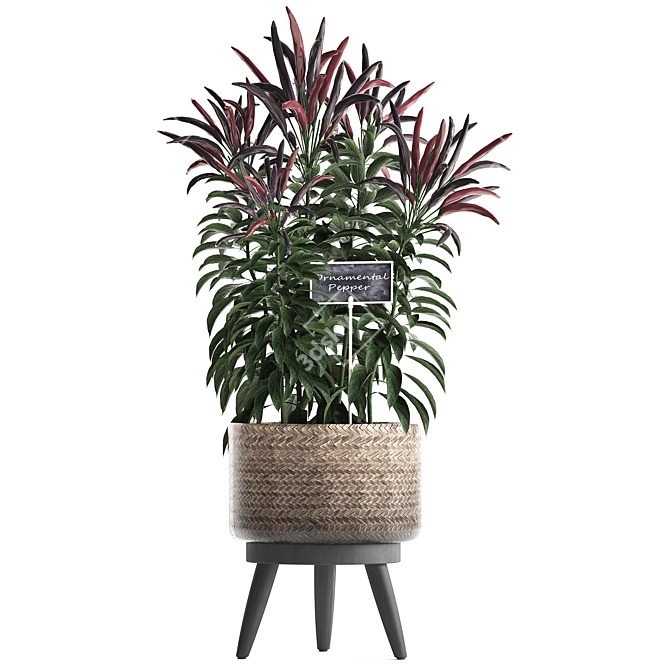 Exotic Houseplant Collection 3D model image 3