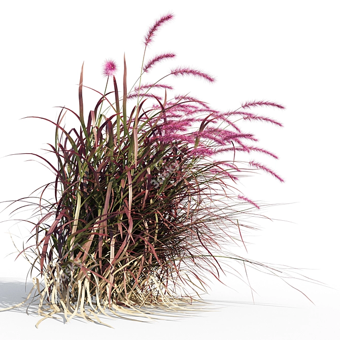 Vibrant Red Pennisetum in Breezy Dance 3D model image 4