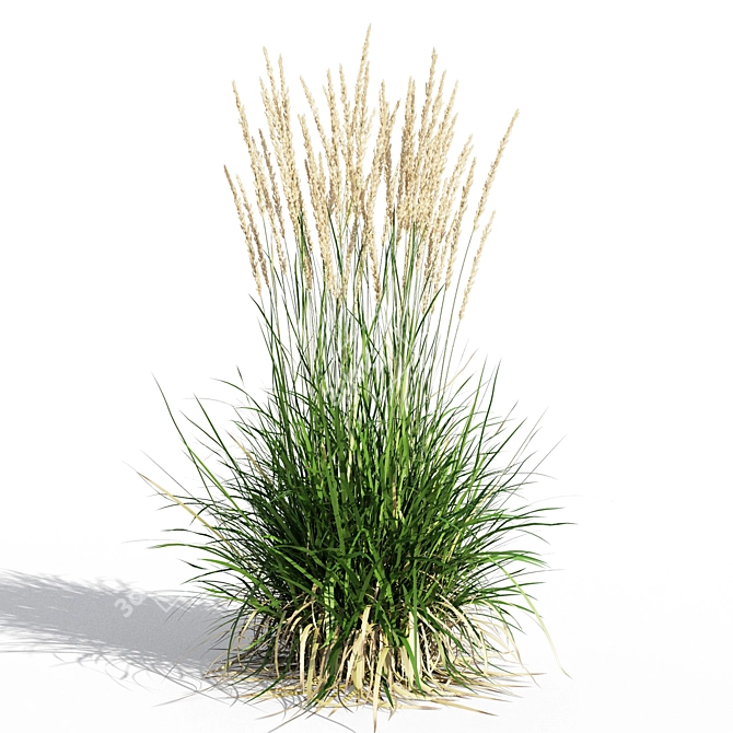 Feathery Beauty: Feather Reed Grass 3D model image 5