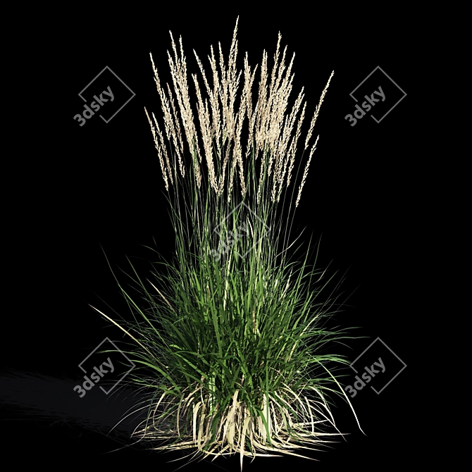 Feathery Beauty: Feather Reed Grass 3D model image 9