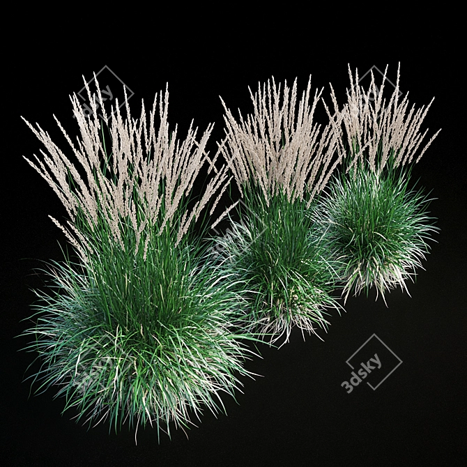 Feathery Beauty: Feather Reed Grass 3D model image 12