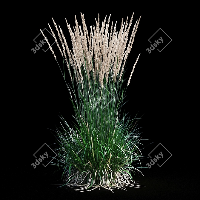 Feathery Beauty: Feather Reed Grass 3D model image 14