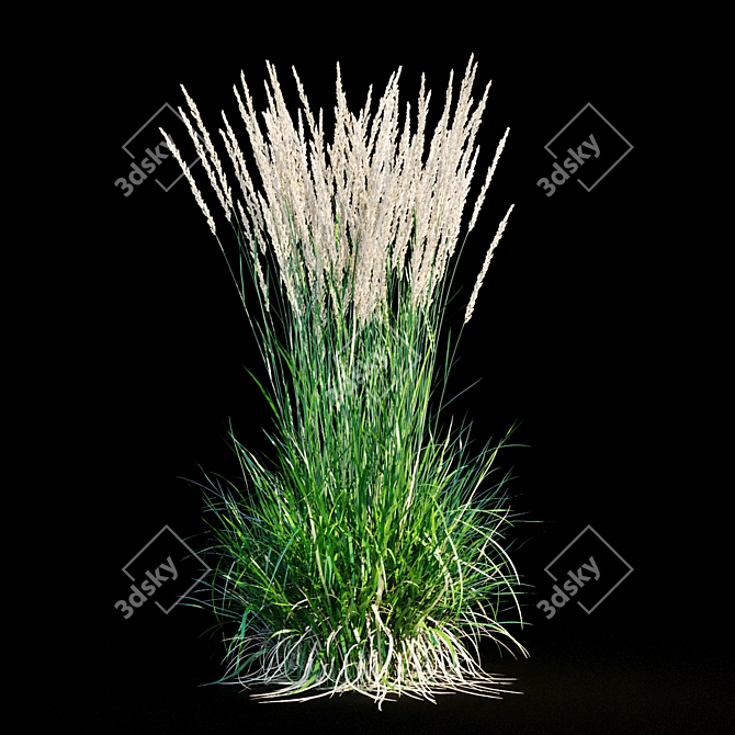 Feathery Beauty: Feather Reed Grass 3D model image 18