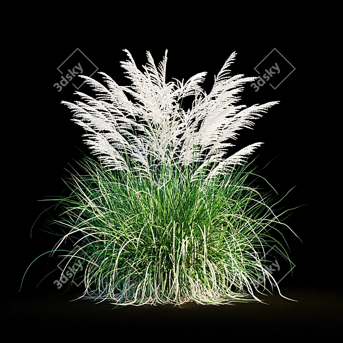 Miscanthus Sinensis: Ornamental Grass 3D model image 9