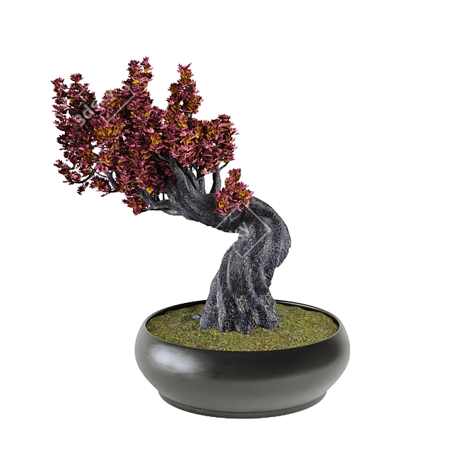 Japanese Maple Tree: Beautiful Decor 3D model image 1
