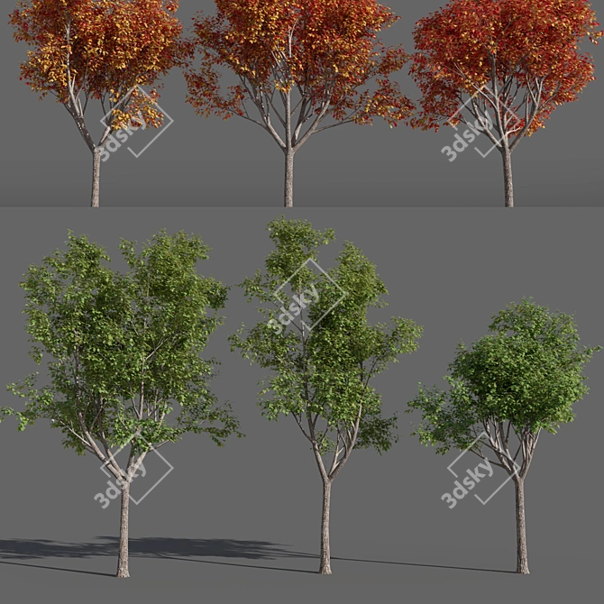 Variations of Trees (Summer-Autumn) 3D model image 1