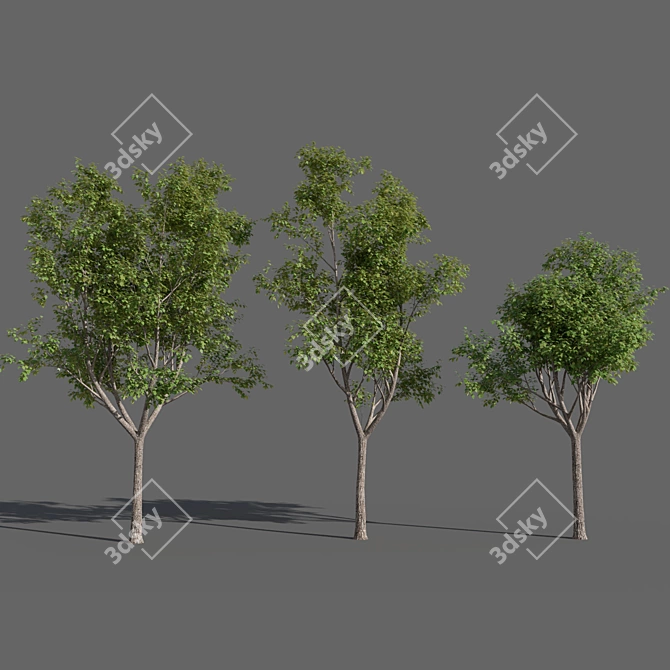 Variations of Trees (Summer-Autumn) 3D model image 2