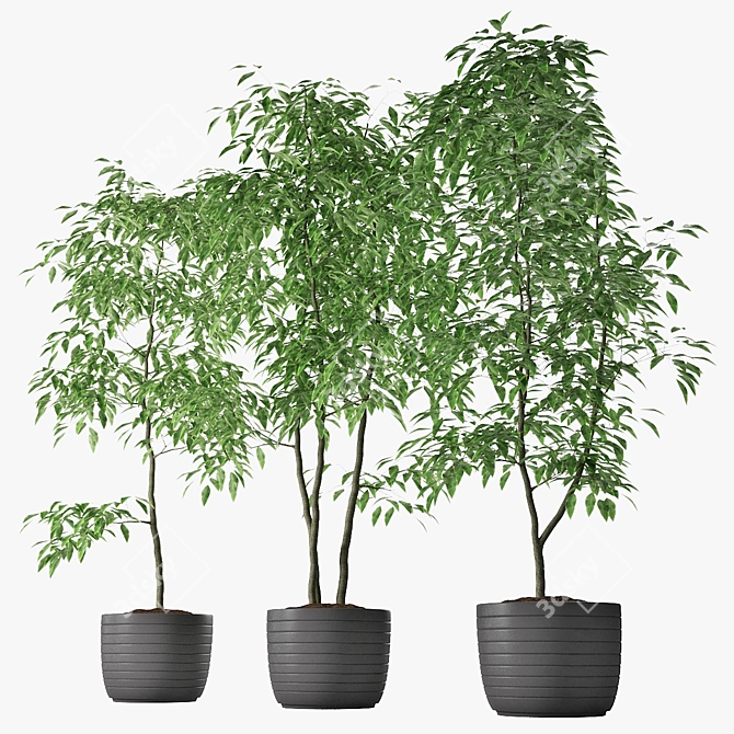 Triple Ficus Benjamin Trio in Pots 3D model image 2