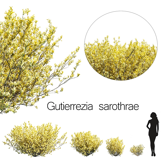 Gutierrezia Sarothrae 1: Hardy Siberian Shrub 3D model image 1