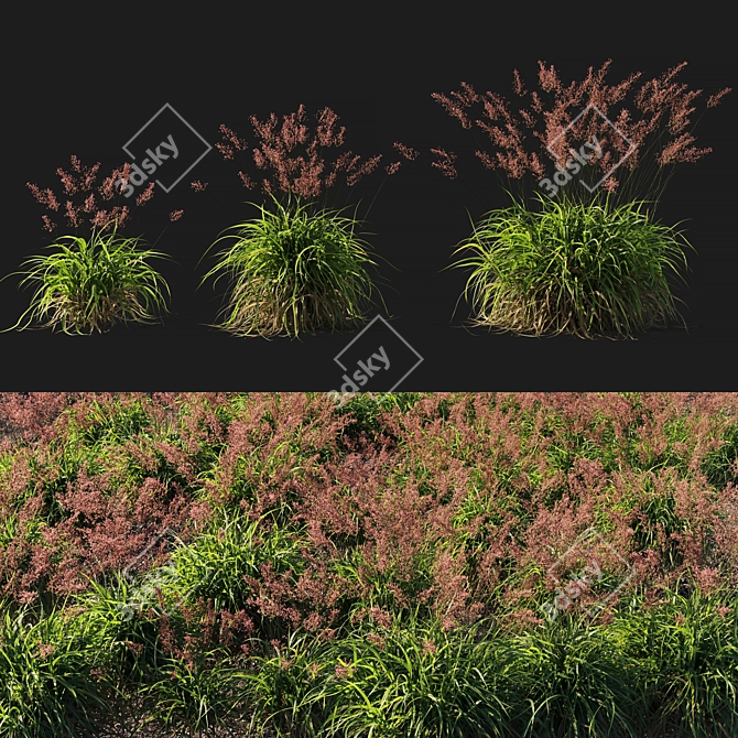 Lush Calamagrostis Arundinacea Grass 3D model image 1