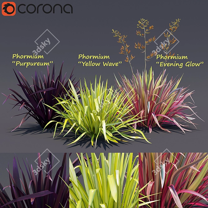 Exquisite Phormium Collection 3D model image 1