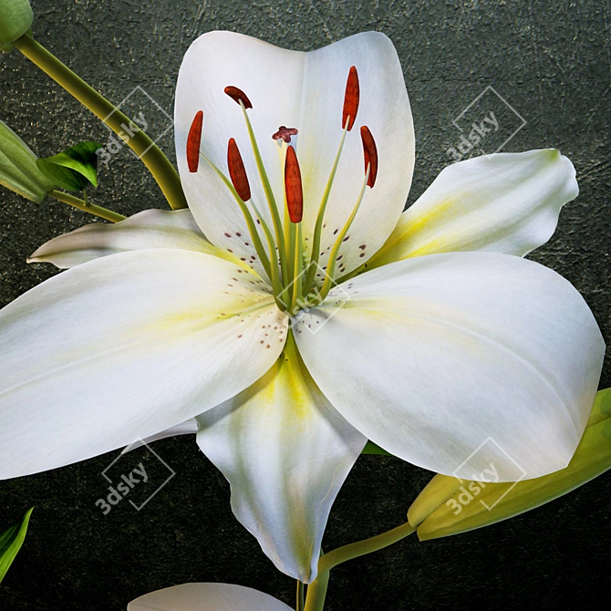 Ethereal Lilium Blossom 3D model image 2