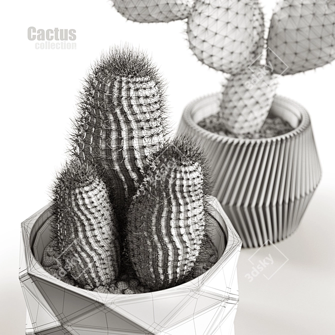 Succulent Sensations: Cactus Collection 3D model image 5