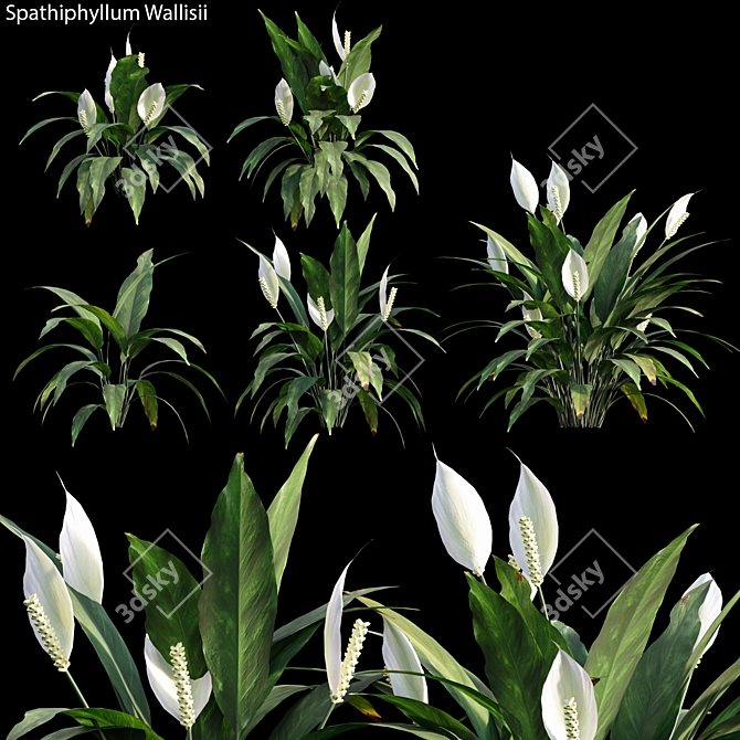 Botanical Beauty: Spathiphyllum Wallisii 3D model image 1