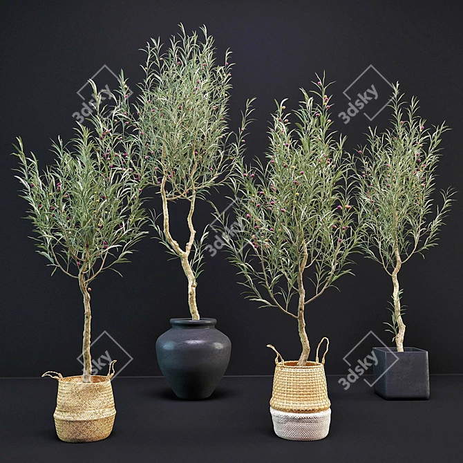 Elegant Olive Tree Set: Interior & Exterior 3D model image 1