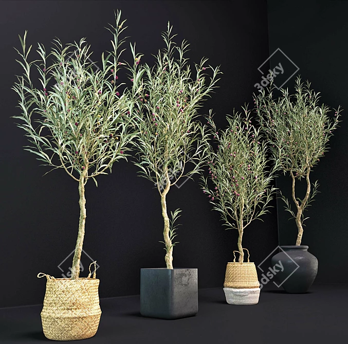 Elegant Olive Tree Set: Interior & Exterior 3D model image 2