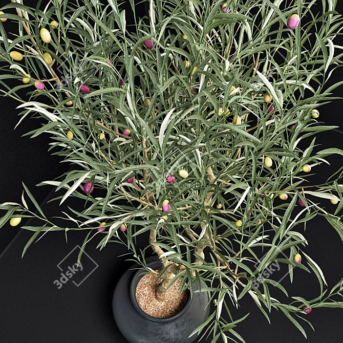 Elegant Olive Tree Set: Interior & Exterior 3D model image 3