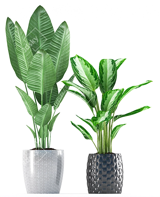 Black & White Chinese Evergreen 3D model image 2