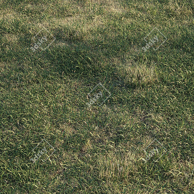 Spring Meadow Grass | Scattered Preview 3D model image 2