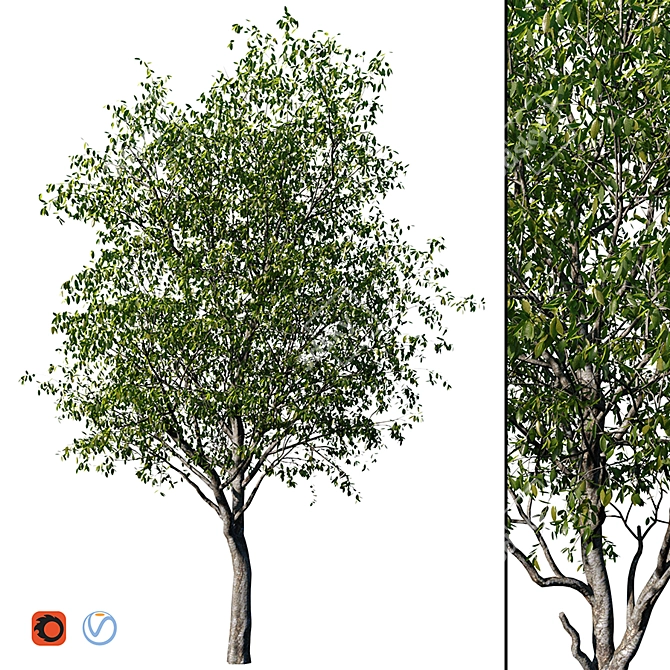 Realistic Cherry Tree Model 3D model image 1