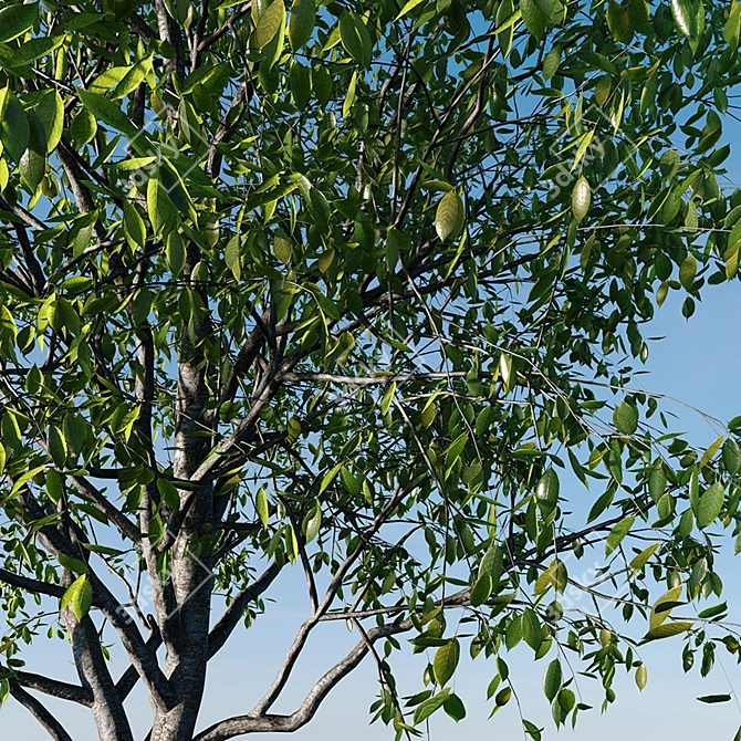 Realistic Cherry Tree Model 3D model image 2