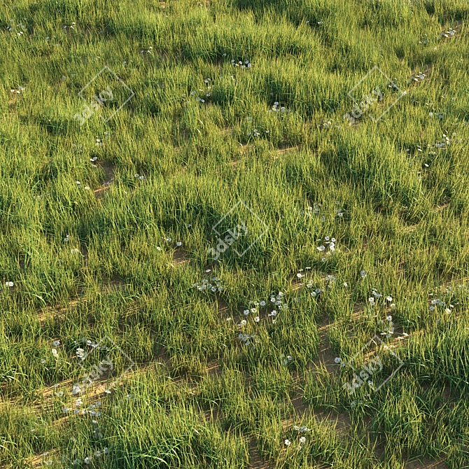 Wild Beauty: Uncut Grass Lawn 3D model image 2