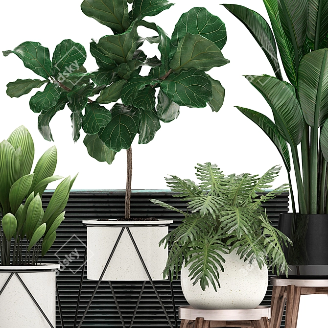 Exotic Indoor Plant Collection 3D model image 5