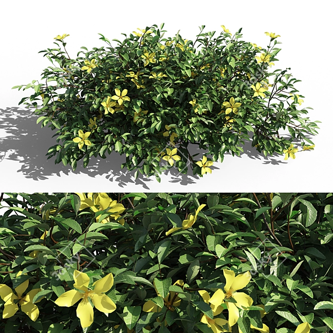 Evergreen Hibbertia Scandens Climbing Bush 3D model image 1