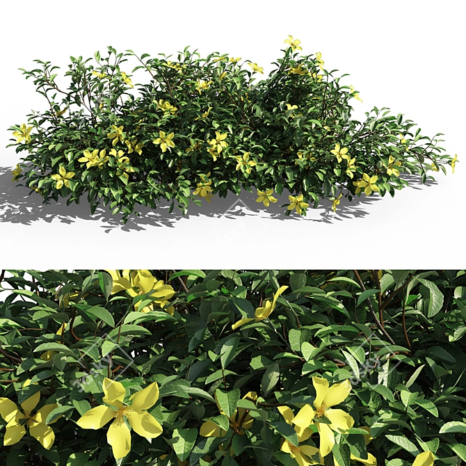 Evergreen Hibbertia Scandens Climbing Bush 3D model image 5