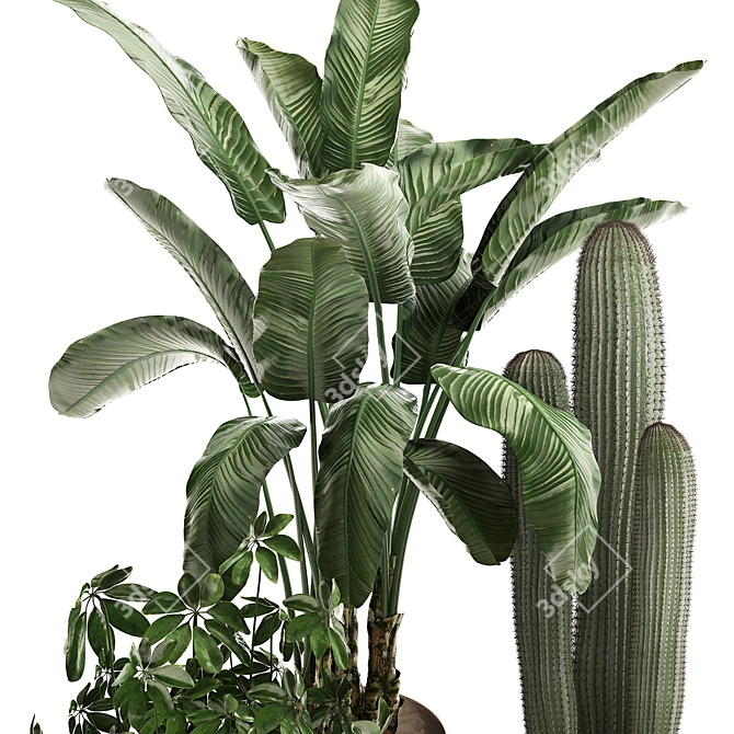 Exotic Houseplant Collection 3D model image 2