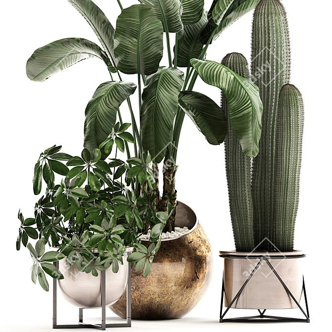 Exotic Houseplant Collection 3D model image 4