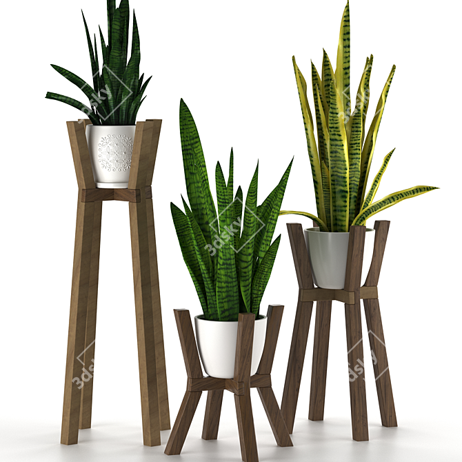 Modern Sansevieria Plant: 3D Model for 3Ds Max 3D model image 1