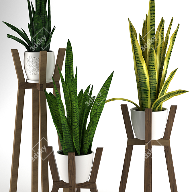 Modern Sansevieria Plant: 3D Model for 3Ds Max 3D model image 2