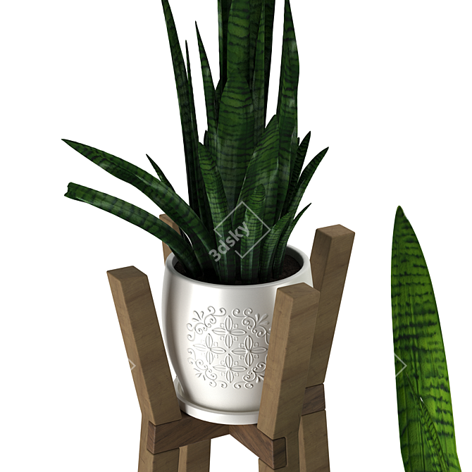 Modern Sansevieria Plant: 3D Model for 3Ds Max 3D model image 3