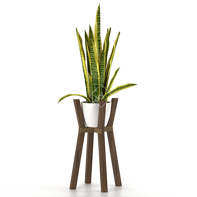 Modern Sansevieria Plant: 3D Model for 3Ds Max 3D model image 7