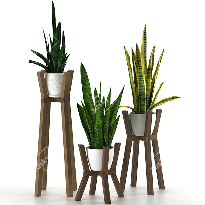 Modern Sansevieria Plant: 3D Model for 3Ds Max 3D model image 9